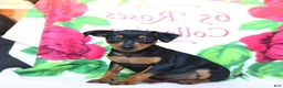 Miniature Pinscher dogs for sale: Dallas - Ad 1