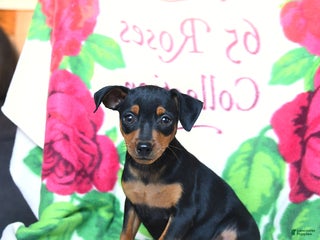 Miniature Pinscher dogs Dallas - Ad 35