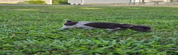 German Shorthaired Pointer dogs for sale: December - Ad 3