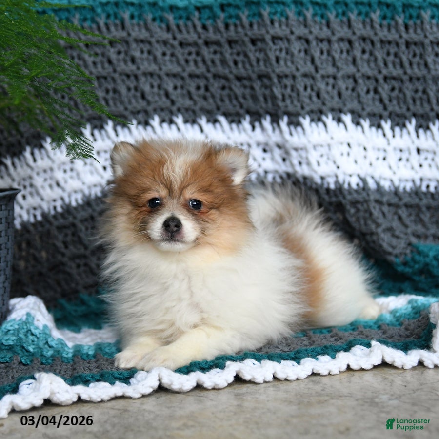 Pomeranian dogs Ruby - Ad 2