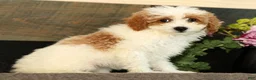 Miniature Poodle dogs for sale: Laney - Ad 4