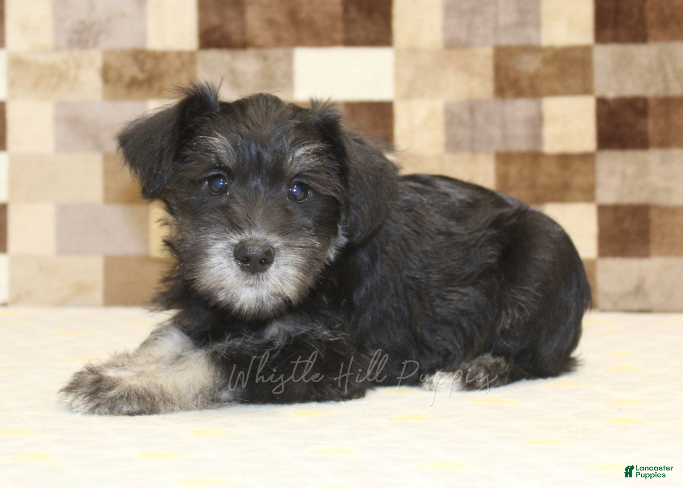 Miniature Schnauzer dogs Tony - Ad 2