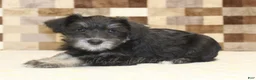 Miniature Schnauzer dogs for sale: Tony - Ad 2