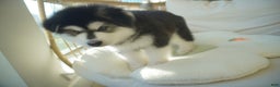 Alaskan Malamute dogs for sale: Xiao Huang - Ad 19