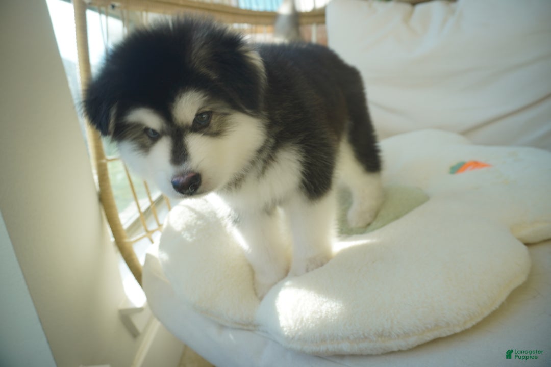 Alaskan Malamute dogs for sale: Xiao Huang - Ad 19