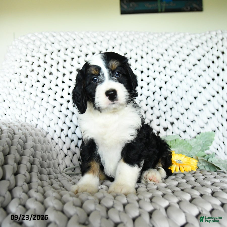 Mini Bernedoodle dogs Sherbet - Ad 2
