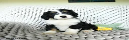 Mini Bernedoodle dogs for sale: Sherbet - Ad 2