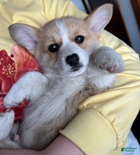 Welsh Corgi Pembroke dogs Denver - Ad 2