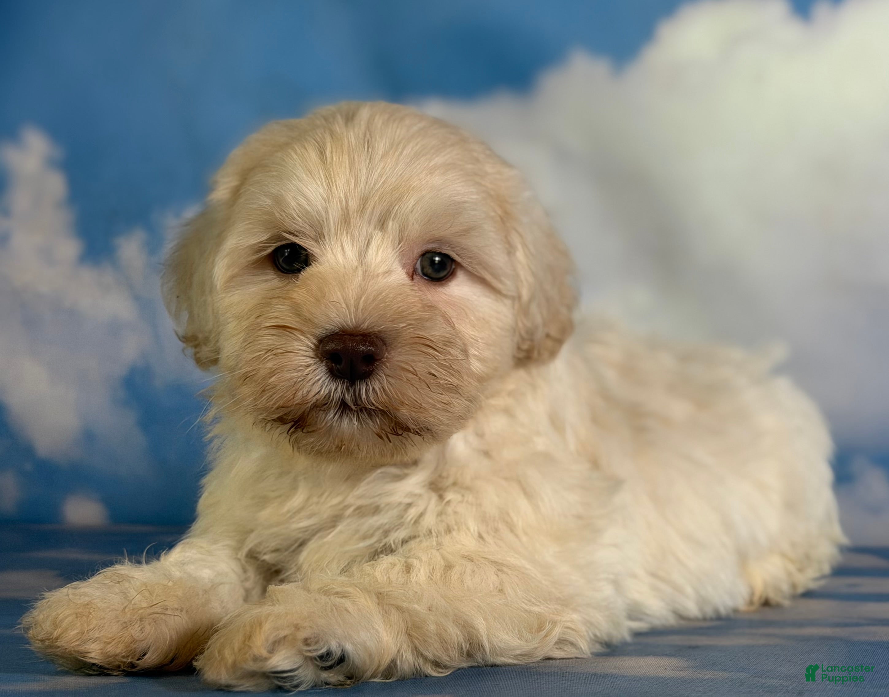 Schnoodle dogs Parker - Ad 1