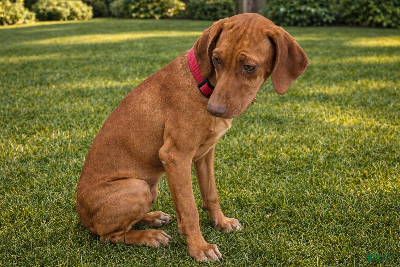 Rhodesian Ridgeback dogs Rhodesian Ridgeback Puppy 6 - Ad 1