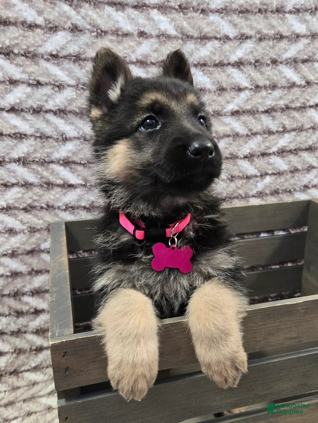 German Shepherd dogs for sale: Arlo - Ad 2