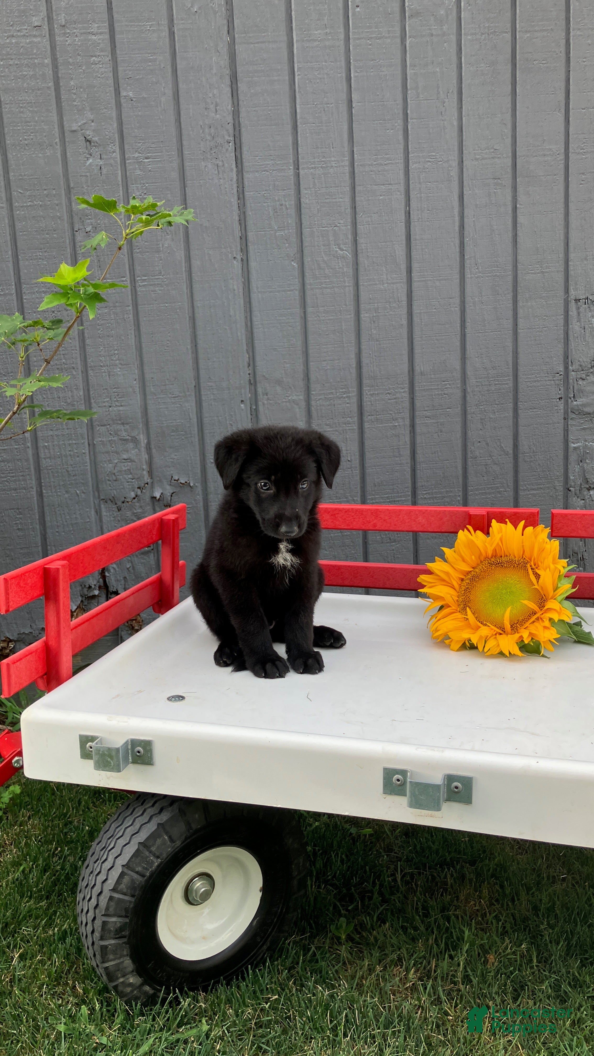 German Shepherd dogs Snickers  - Ad 1