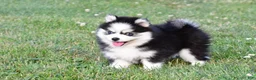 Pomsky dogs for sale: Patrick - Ad 9