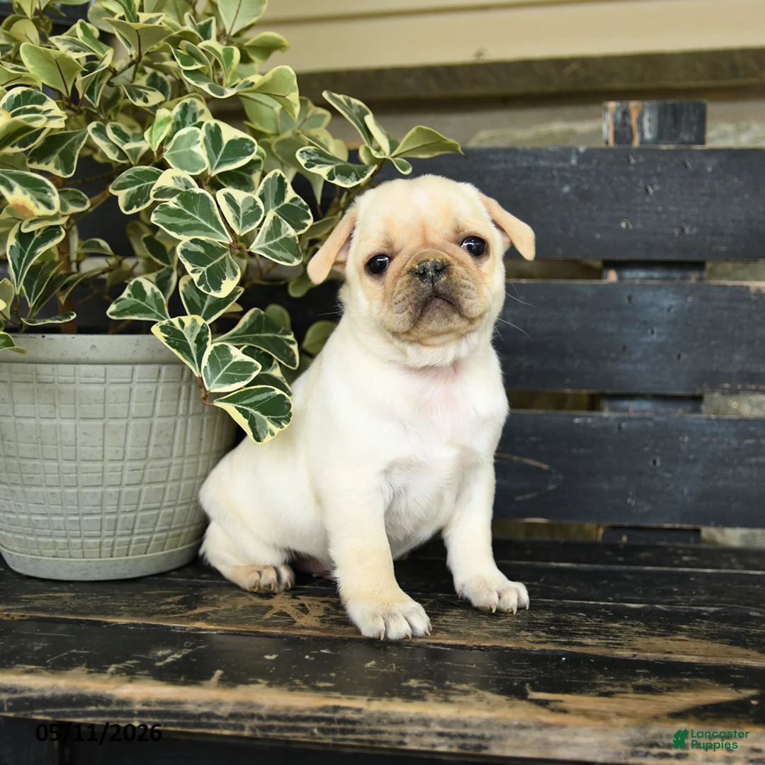 Pug dogs for sale: Rufus - Ad 1