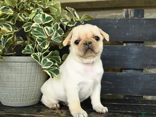 Pug dogs for sale: Rufus - Ad 2
