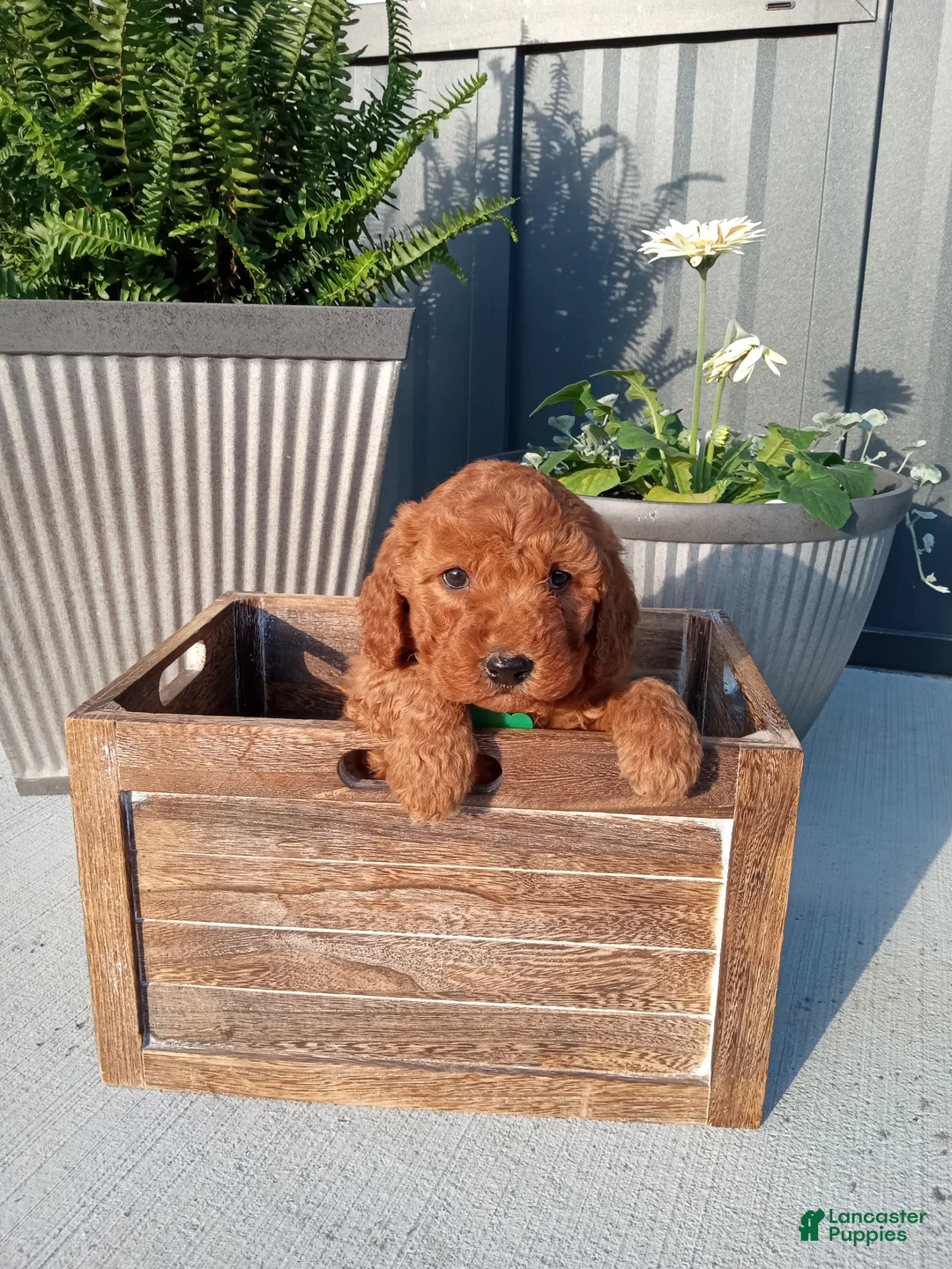 Mini Goldendoodle dogs for sale: Charlie F1b - Ad 1