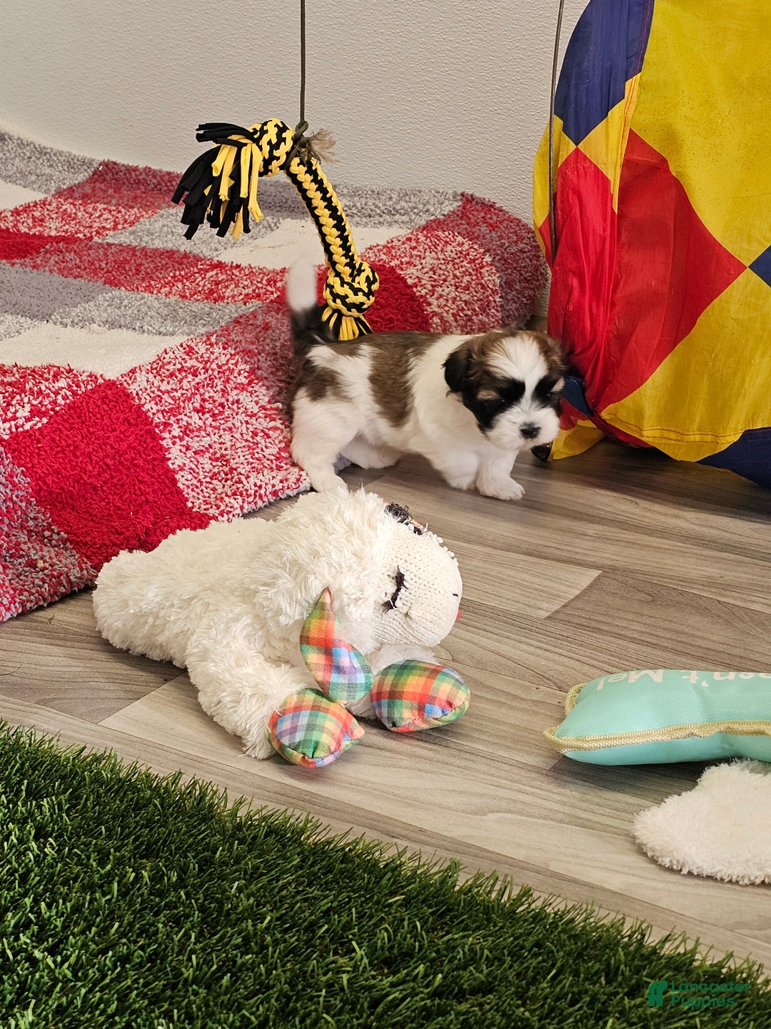 Shih Tzu dogs for sale: Archie Ckc - Ad 11