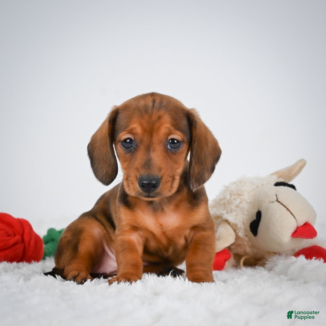 Miniature Dachshund dogs Poppy - Ad 2