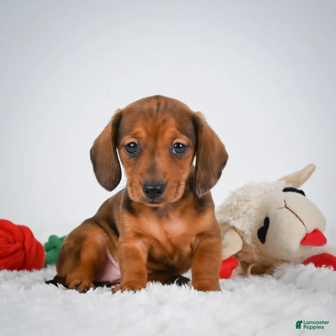 Miniature Dachshund dogs for sale: Poppy - Ad 2