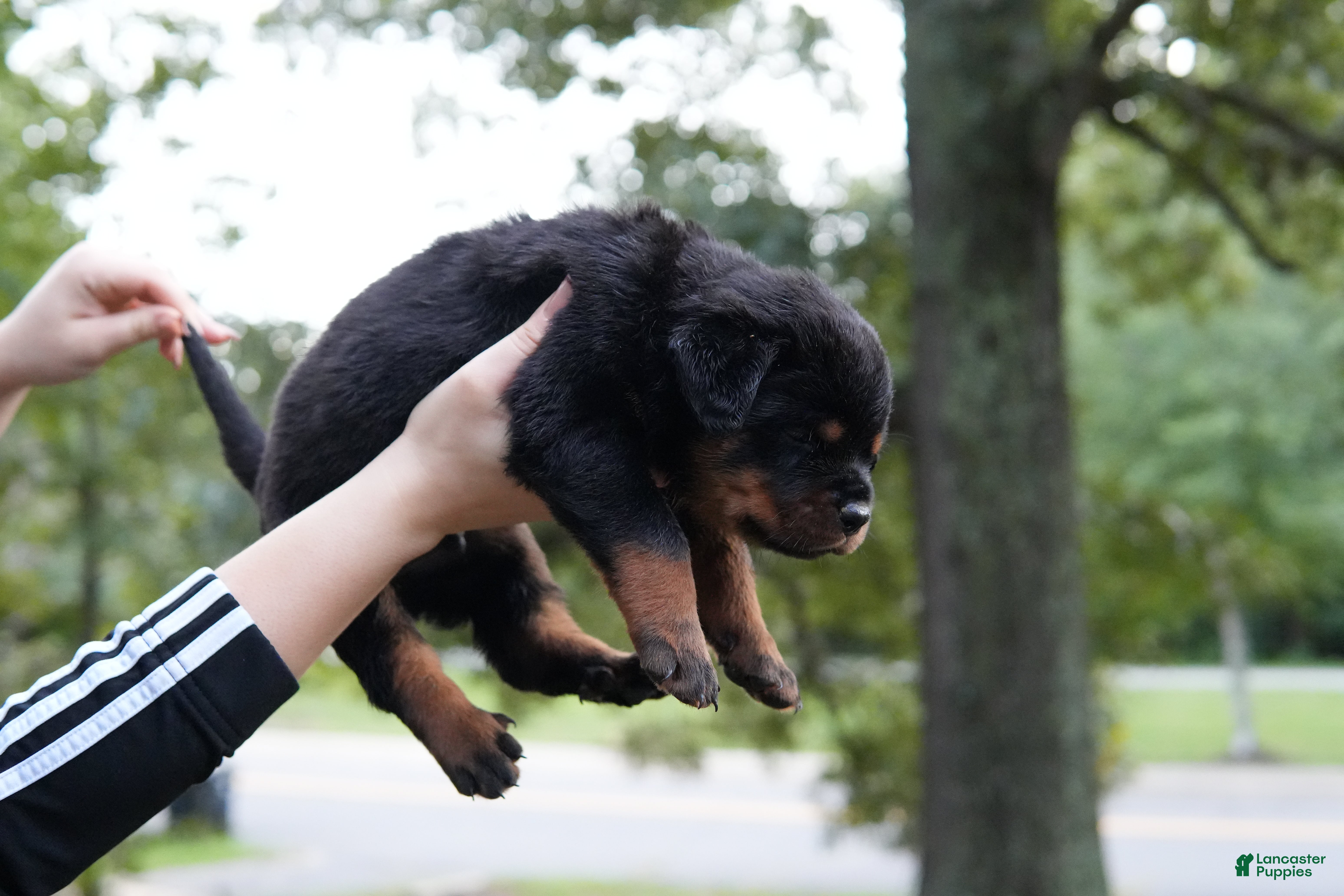 Rottweiler dogs Rottweiler 4 - Ad 10