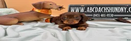 Miniature Dachshund dogs for sale: Miniature Dachshund 2 - Ad 4
