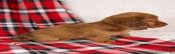 Dachshund dogs for sale: Elvis - Ad 6