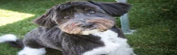 Havanese dogs for sale: Oreo - Ad 6