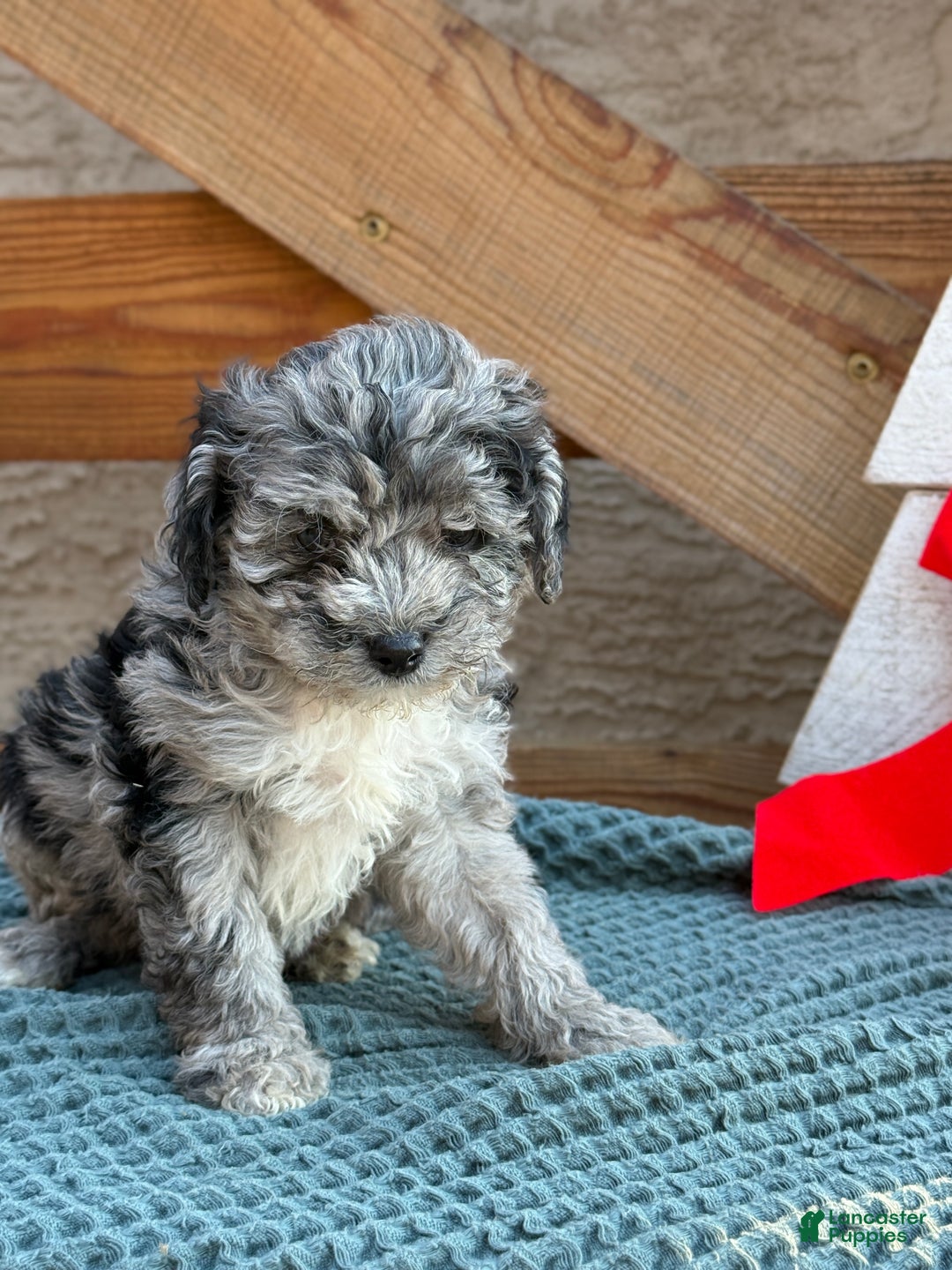 Bichpoo dogs for sale: Ashlee - Ad 1