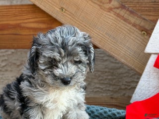 Bichpoo dogs Ashlee - Ad 2