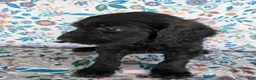 Goldendoodle dogs for sale: Purple Girl - Ad 4