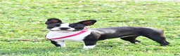 Boston Terrier dogs for sale: Harvey - Ad 12
