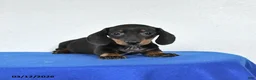 Miniature Dachshund dogs for sale: Marty - Ad 4