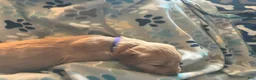 Golden Retriever dogs for sale: Purple - Ad 2