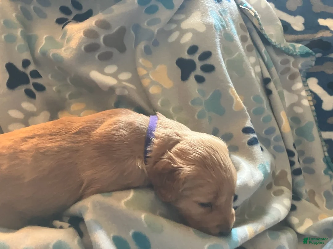 Golden Retriever dogs for sale: Purple - Ad 2