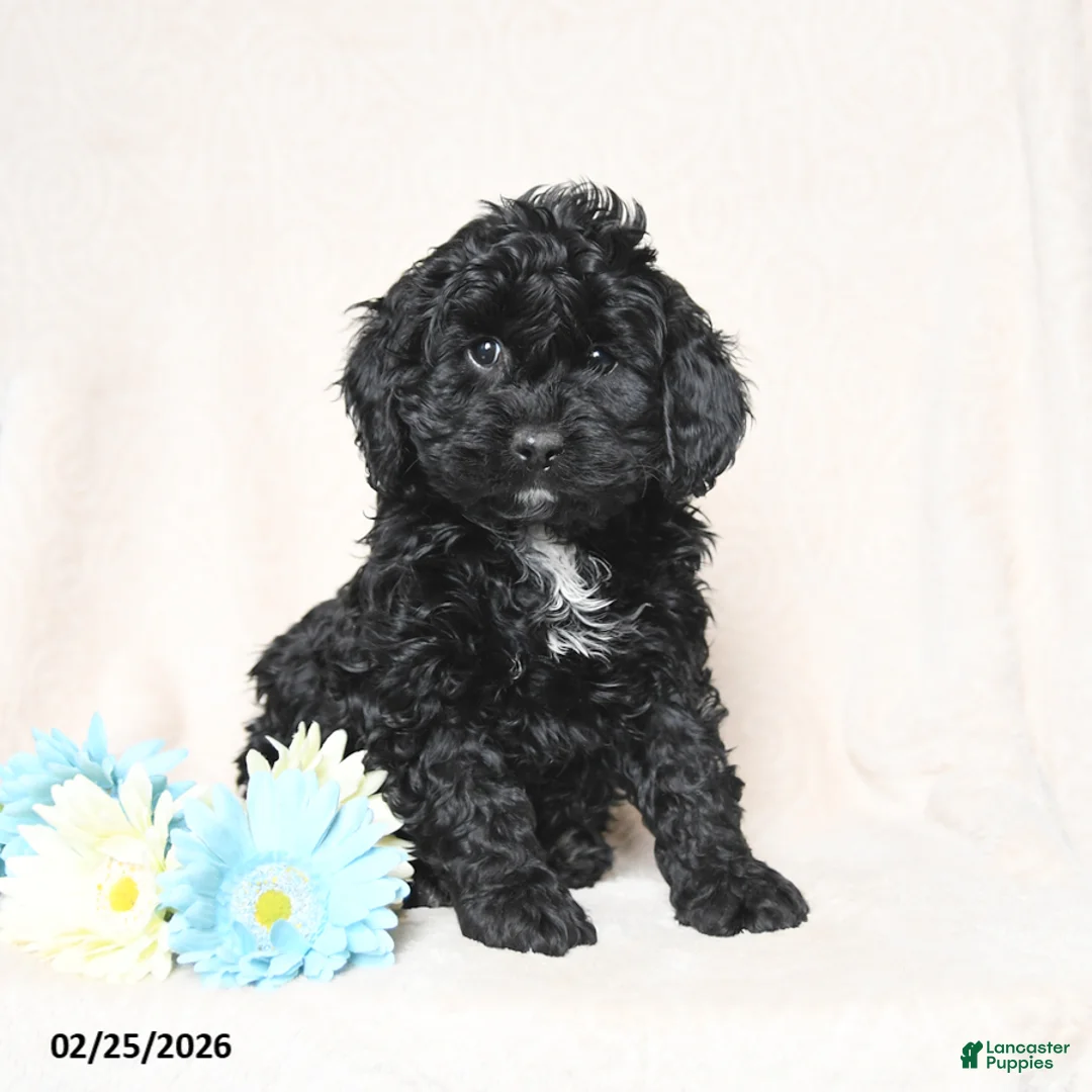Cockapoo dogs for sale: Juliet - Ad 2