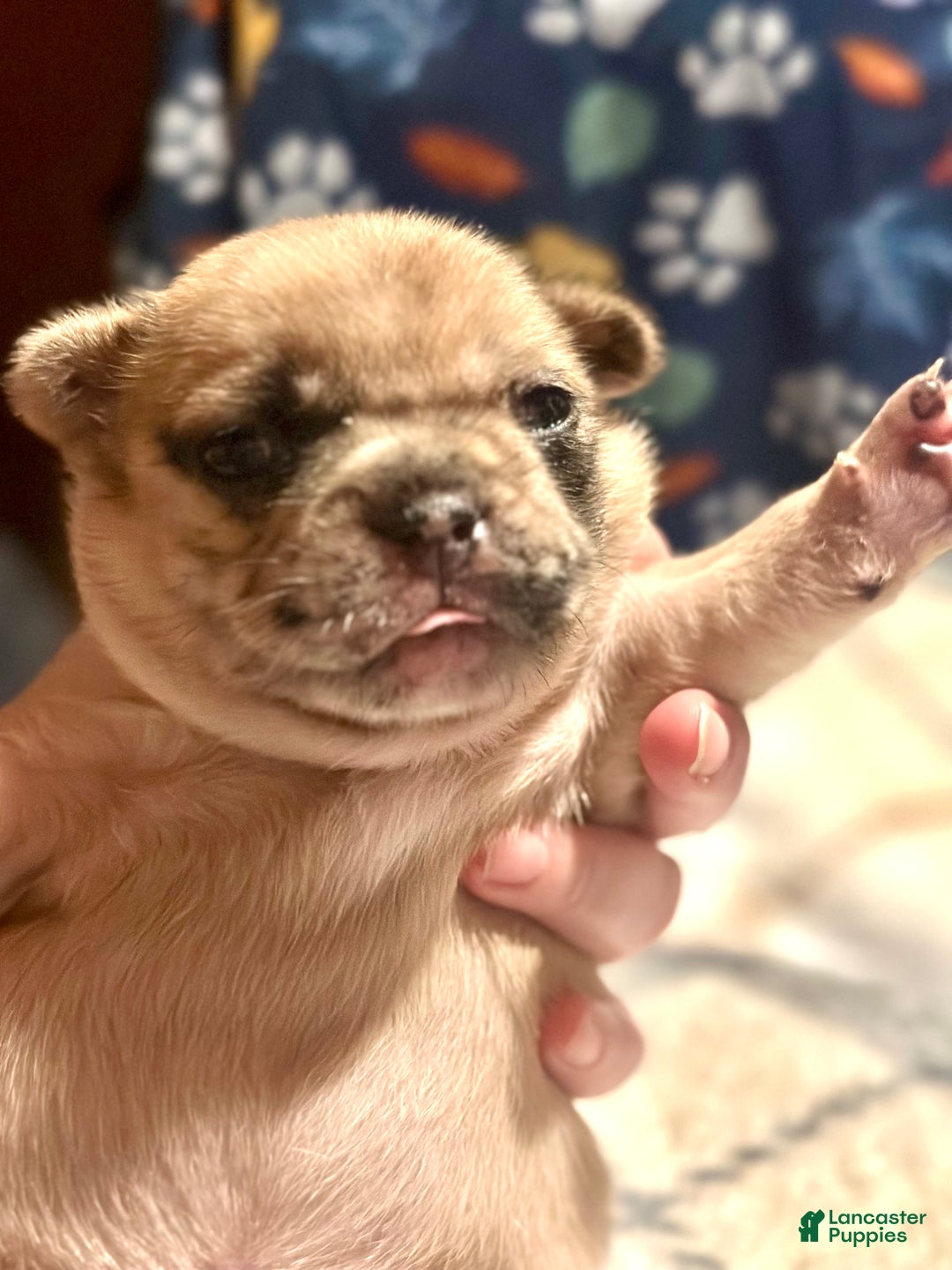 French Bulldog dogs for sale: French Bulldog Puppy 4 - Ad 2