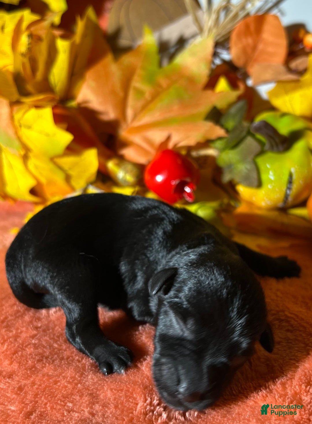 Miniature Schnauzer dogs for sale: Miniature Schnauzer Puppy 4 - Ad 5