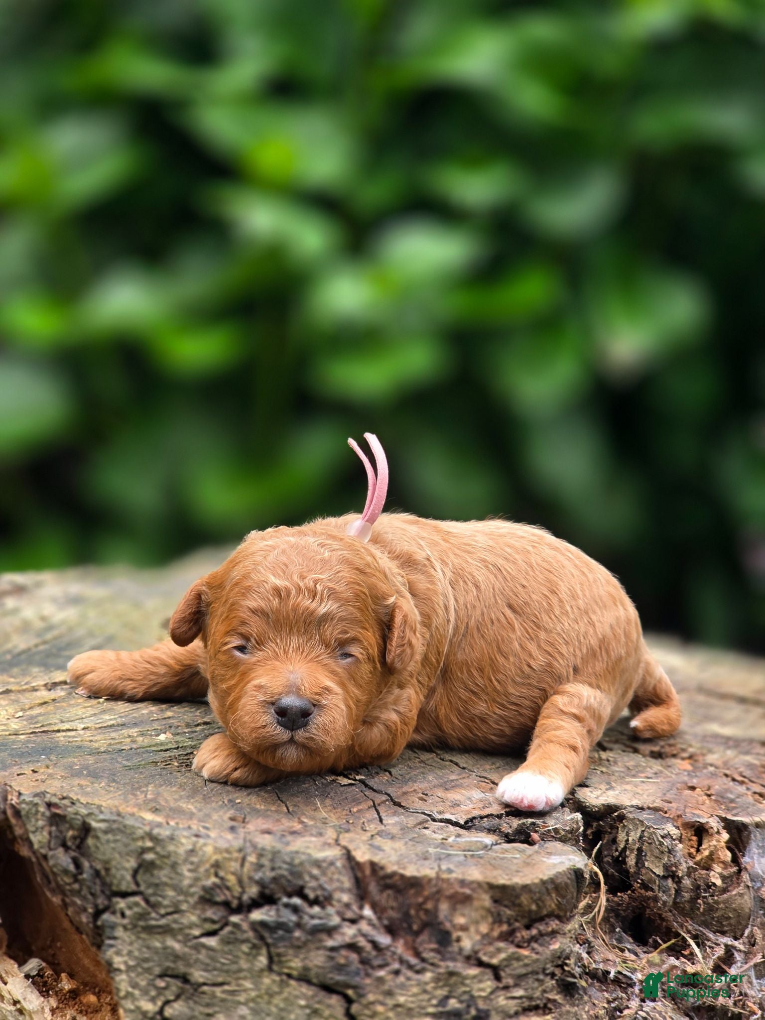 Mini Goldendoodle dogs Tiffany - Ad 6