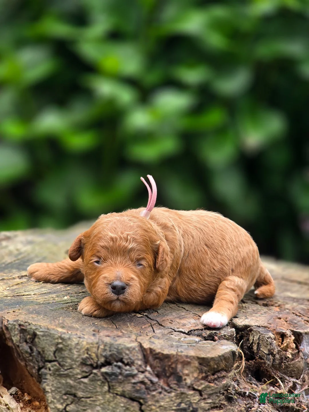 Mini Goldendoodle dogs for sale: Tiffany - Ad 1