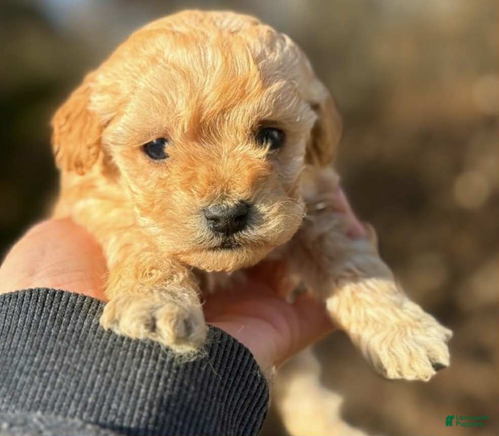 Toy Poodle dogs Lizzy - Ad 41