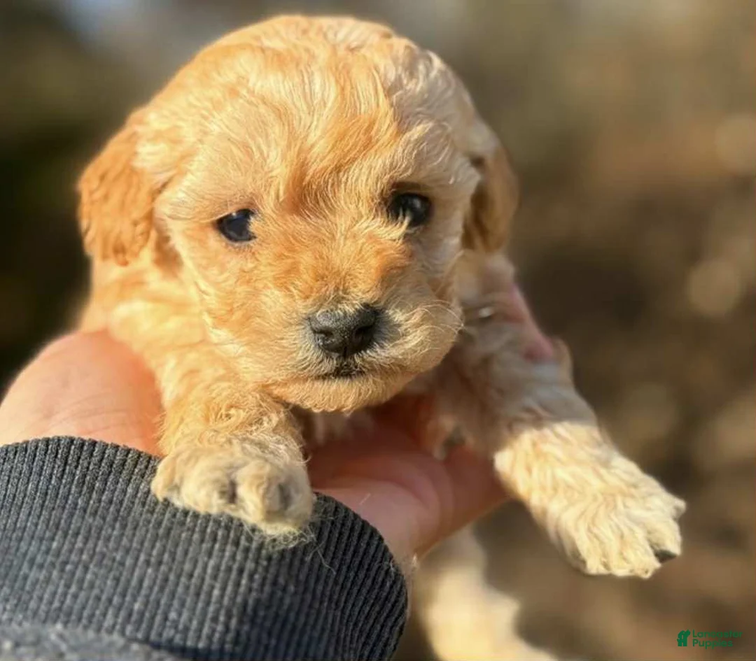 Toy Poodle dogs for sale: Lizzy - Ad 1