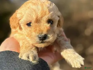 Toy Poodle dogs Lizzy - Ad 41