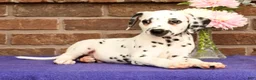 Dalmatian dogs for sale: Ike - Ad 3