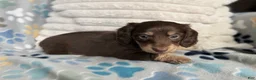 Miniature Dachshund dogs for sale: Anna - Ad 1