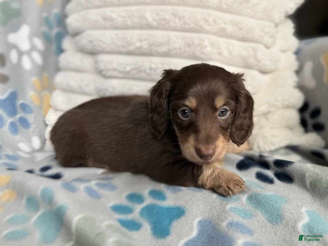 Miniature Dachshund dogs for sale: Anna - Ad 1