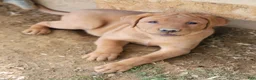 Labrador Retriever dogs for sale: Chubba (aqua collar) - Ad 1
