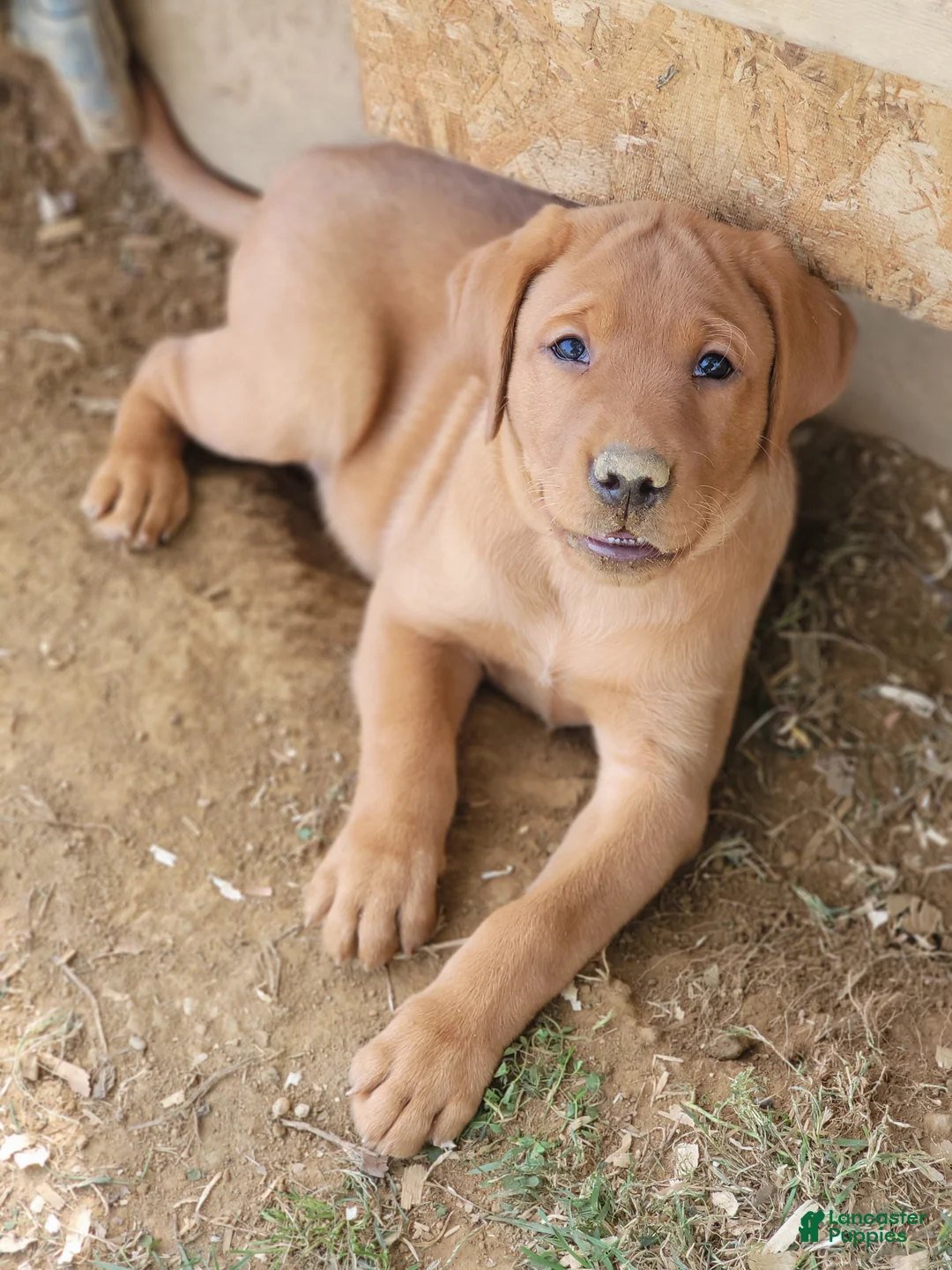 Labrador Retriever dogs for sale: Chubba (aqua collar) - Ad 1