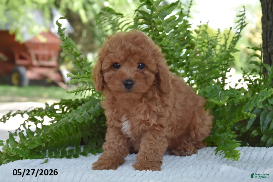 Cockapoo dogs for sale: Kami - Ad 2