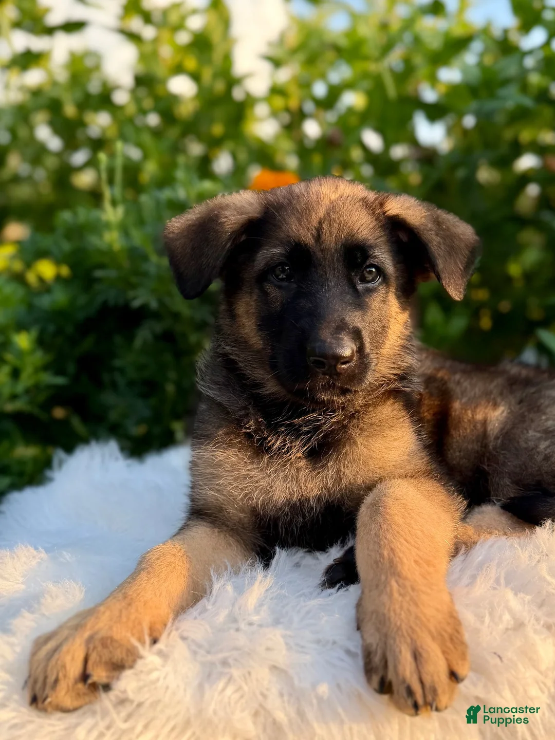 German Shepherd dogs for sale: Remi - Ad 2