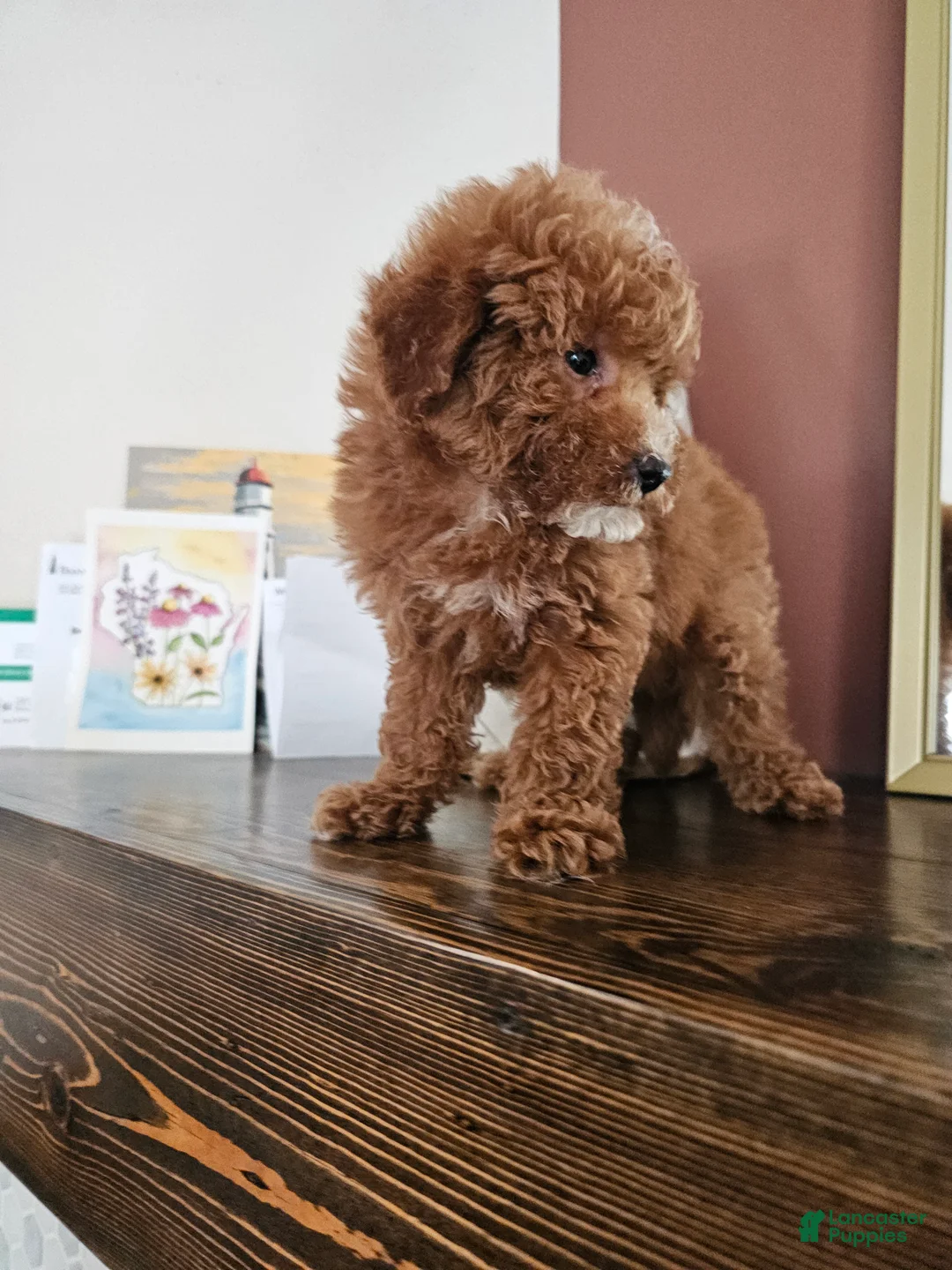 Mini Goldendoodle dogs for sale: Gala - Ad 8